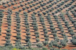 oliveto biologico