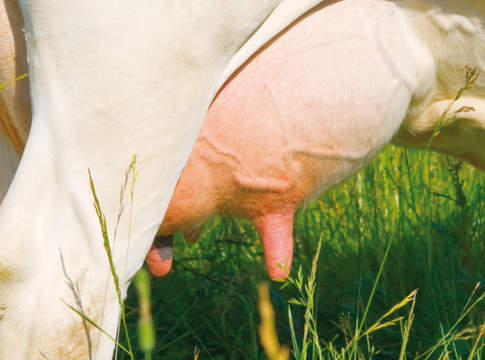 greening nelle aziende agricole da latte