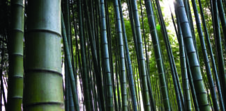Bambù