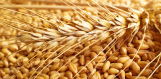 prezzi del grano