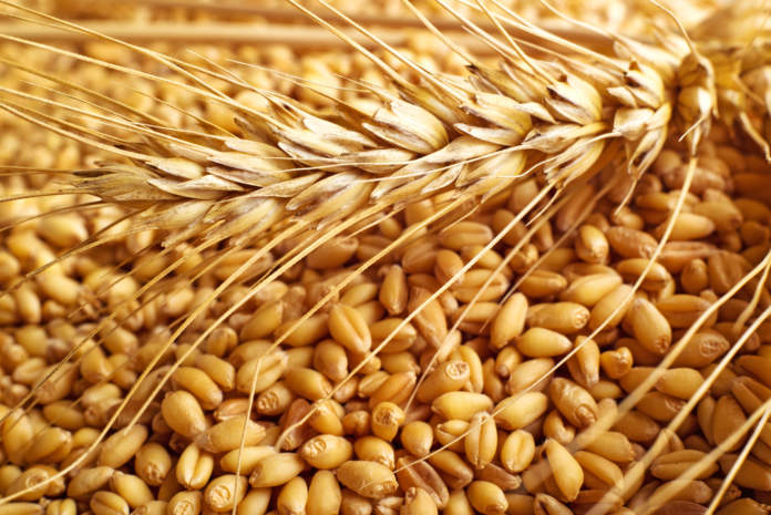 prezzi del grano