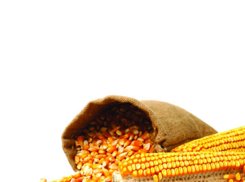 quotazioni del mais