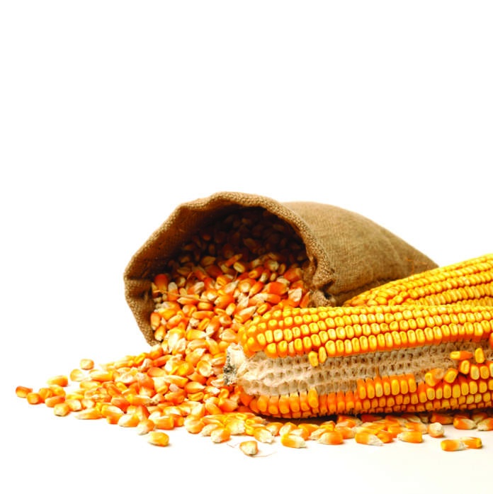quotazioni del mais