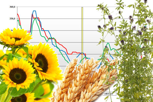 prezzi dei cereali mondiali terra e vita