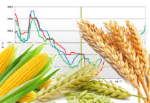 prezzi dei cereali terra e vita
