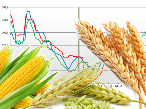 prezzi dei cereali terra e vita
