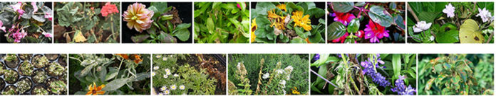 Malattie delle piante ornamentali