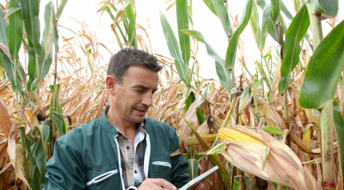 Ampi spazi di crescita per il mais bio in Italia