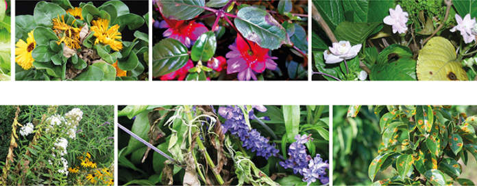 Malattie delle piante ornamentali