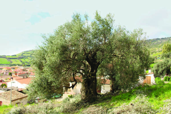 olivi secolari