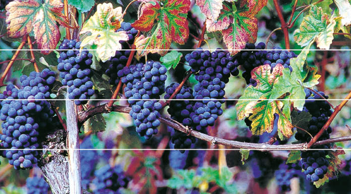 "Manuale di viticoltura", a Piacenza la presentazione del libro Edagricole