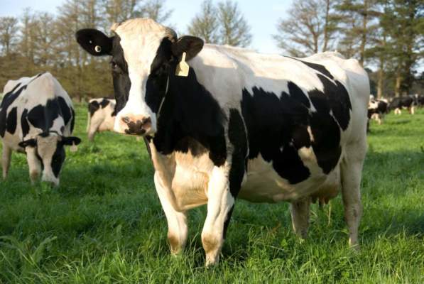 redditività allevamento bovino