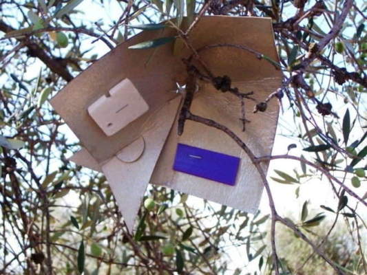 mosca dell’olivo trappola