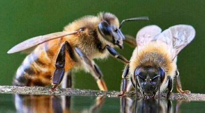Convegno "Le api, l’agricoltura, la nostra terra, la nostra vita. È possibile qualcosa di diverso?"