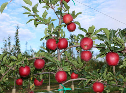 cultivar di melo