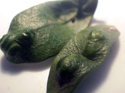 cecidomia dell'olivo