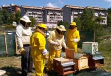 progetto api e orti urbani