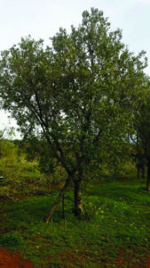 nova agricoltura in oliveto 2019