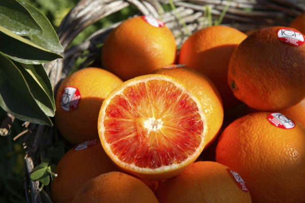 Arancia rossa di Sicilia Igp, campagna al via in ritardo per colpa del clima