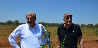 emiliano supervisiona i nuovi oliveti allevati a Fs-17 nel salento