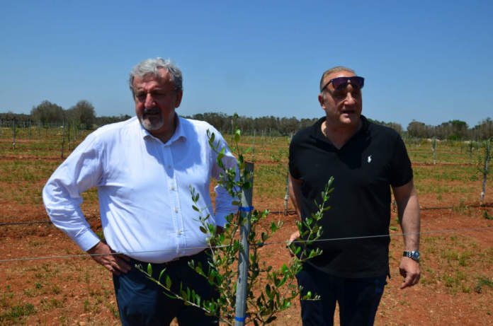emiliano supervisiona i nuovi oliveti allevati a Fs-17 nel salento