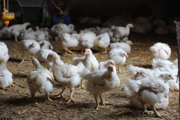 Direttiva Ied, il voto del Parlamento Ue colpisce allevamenti avicoli e suini