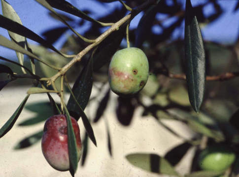 mosca delle olive
