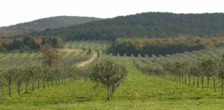 irrigazione a goccia in oliveto
