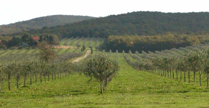 irrigazione a goccia in oliveto
