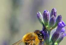 progetto tutela api nel verde urbano