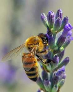 progetto tutela api nel verde urbano