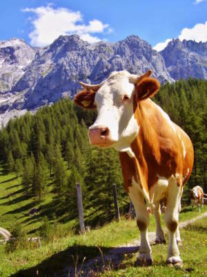 Agricoltura di montagna, in Lombardia aperto un bando da 17 milioni