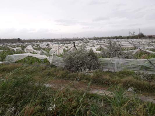 Maltempo, forti raffiche di ventro distruggono vigneti in provincia di Foggia „