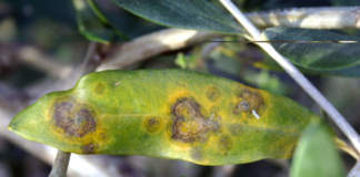 cicloconio olivo