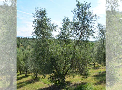 potatura olivo vaso policonico