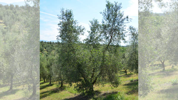 potatura olivo vaso policonico