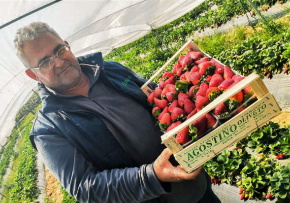 Agostino Oliveto e le fragole cultivar flavia