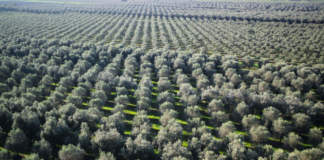 olivicoltura
