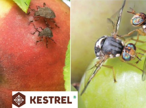 insetticida sistemico Kestrel