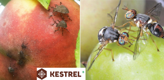 insetticida sistemico Kestrel