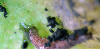 larva di tignola rigata