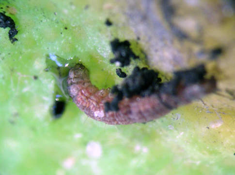 larva di tignola rigata