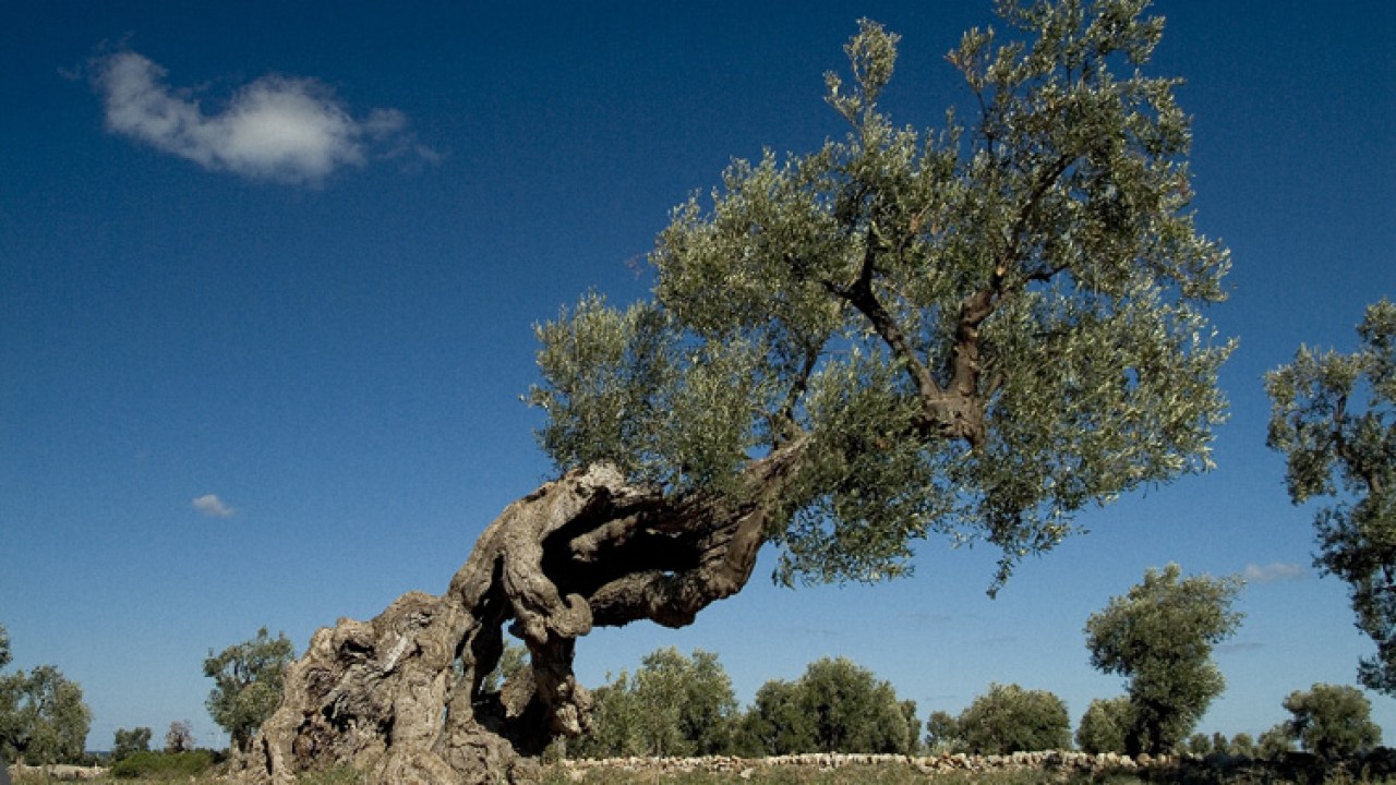 Cinque milioni di euro agli olivi monumentali - Terra e Vita