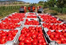 Codice etico pomodoro industria