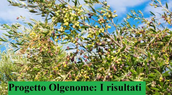 Sequenziamento del genoma dell'olivo: i risultati del Progetto OLGENOME