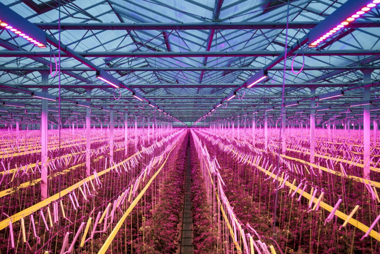 Illuminazione per coltivazioni in serra, i vantaggi del Led - Terra e Vita