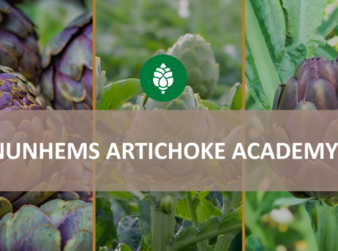 nunhems artichoke academy