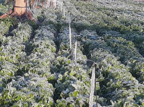 mini irrigatori patate gelo