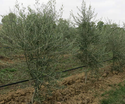 gestione suolo oliveto