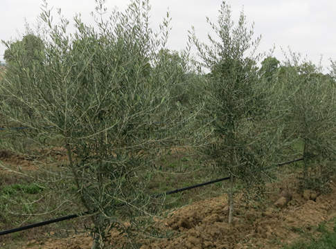 gestione suolo oliveto